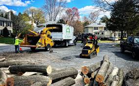 How Our Tree Care Process Works  in Oaklyn, NJ